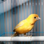 Стоит ли заводить дома певчую птицу?