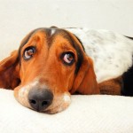 Стерилизация собак — для чего она нужна?