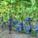 Рассказ о винограднике